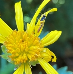 Ichneumonoidea (Superfamily) at Theodore, ACT - 26 Feb 2024