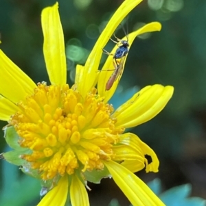 Ichneumonoidea (Superfamily) at Theodore, ACT - 26 Feb 2024