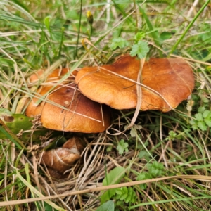 Suillus luteus at QPRC LGA - 26 Feb 2024