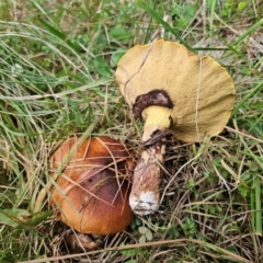 Suillus luteus at QPRC LGA - 26 Feb 2024 06:39 PM