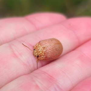 Paropsis atomaria at QPRC LGA - 26 Feb 2024