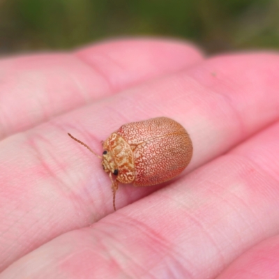 Paropsis atomaria (Eucalyptus leaf beetle) at Captains Flat, NSW - 26 Feb 2024 by Csteele4