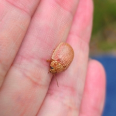 Paropsis atomaria at QPRC LGA - 26 Feb 2024 06:26 PM