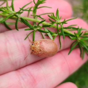 Paropsis atomaria at QPRC LGA - 26 Feb 2024