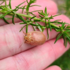 Paropsis atomaria at QPRC LGA - 26 Feb 2024