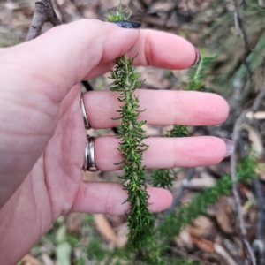 Cassinia aculeata subsp. aculeata at QPRC LGA - 26 Feb 2024 06:32 PM