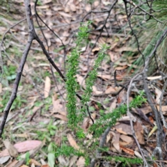 Cassinia aculeata subsp. aculeata at QPRC LGA - 26 Feb 2024 06:32 PM