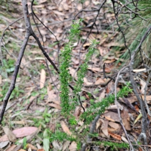 Cassinia aculeata subsp. aculeata at QPRC LGA - 26 Feb 2024 06:32 PM