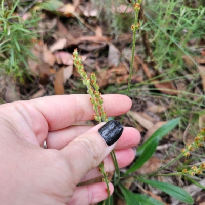 Plantago varia (Native Plaintain) at QPRC LGA - 26 Feb 2024 by Csteele4