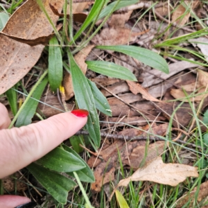 Plantago varia at QPRC LGA - 26 Feb 2024