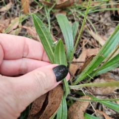 Plantago varia at QPRC LGA - 26 Feb 2024