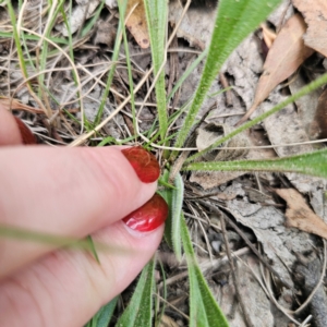 Plantago varia at QPRC LGA - 26 Feb 2024 06:19 PM