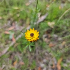 Xerochrysum viscosum (Sticky Everlasting) at QPRC LGA - 26 Feb 2024 by Csteele4