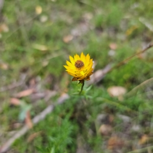 Xerochrysum viscosum at QPRC LGA - 26 Feb 2024