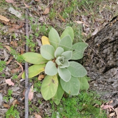 Verbascum thapsus subsp. thapsus (Great Mullein, Aaron's Rod) at Captains Flat, NSW - 26 Feb 2024 by Csteele4