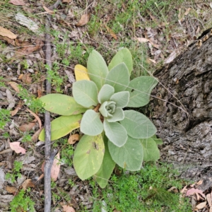 Verbascum thapsus subsp. thapsus at QPRC LGA - 26 Feb 2024