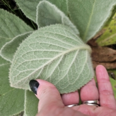 Verbascum thapsus subsp. thapsus at QPRC LGA - 26 Feb 2024 06:10 PM