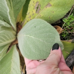 Verbascum thapsus subsp. thapsus at QPRC LGA - 26 Feb 2024 06:10 PM