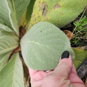 Verbascum thapsus subsp. thapsus at QPRC LGA - 26 Feb 2024