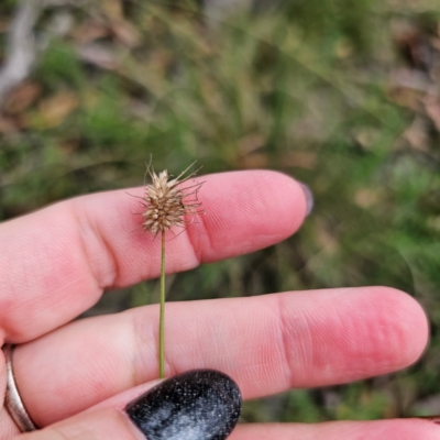 Echinopogon ovatus (Forest Hedgehog Grass) at Captains Flat, NSW - 26 Feb 2024 by Csteele4