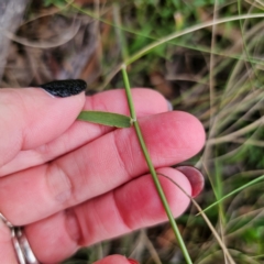 Echinopogon ovatus at QPRC LGA - 26 Feb 2024