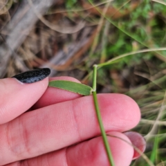 Echinopogon ovatus at QPRC LGA - 26 Feb 2024