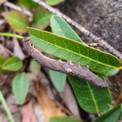 Erebidae (family) (Unidentified immature Erebid moth) at QPRC LGA - 26 Feb 2024 by Csteele4