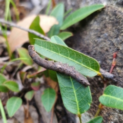 Erebidae (family) at QPRC LGA - 26 Feb 2024 05:58 PM