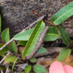 Erebidae (family) at QPRC LGA - 26 Feb 2024