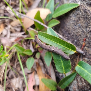 Erebidae (family) at QPRC LGA - 26 Feb 2024