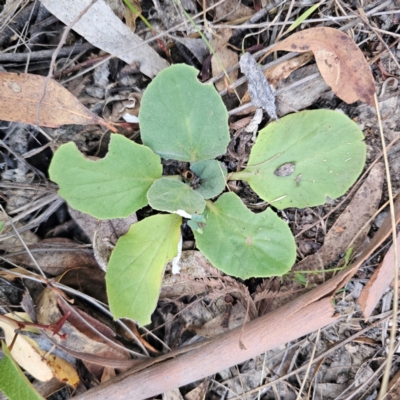 Cymbonotus sp. (preissianus or lawsonianus) (Bears Ears) at Captains Flat, NSW - 26 Feb 2024 by Csteele4