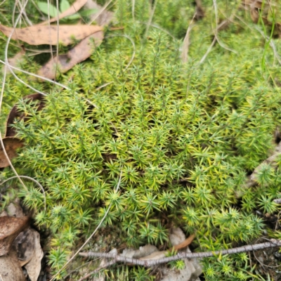 Acrotriche serrulata (Ground-berry) at QPRC LGA - 26 Feb 2024 by Csteele4