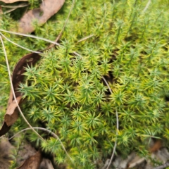 Acrotriche serrulata at QPRC LGA - 26 Feb 2024