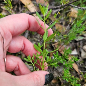 Gonocarpus tetragynus at QPRC LGA - 26 Feb 2024