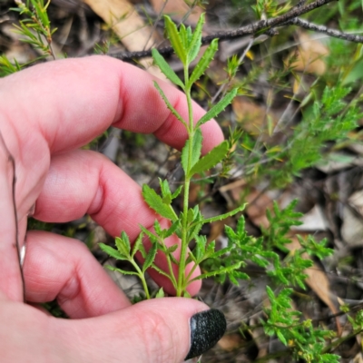 Gonocarpus tetragynus (Common Raspwort) at QPRC LGA - 26 Feb 2024 by Csteele4
