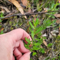 Gonocarpus tetragynus at QPRC LGA - 26 Feb 2024