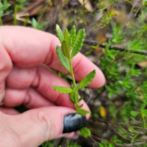 Gonocarpus tetragynus at QPRC LGA - 26 Feb 2024