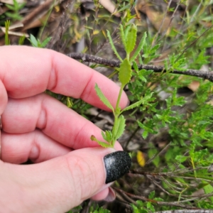 Gonocarpus tetragynus at QPRC LGA - 26 Feb 2024