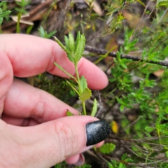 Gonocarpus tetragynus at QPRC LGA - 26 Feb 2024