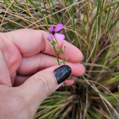 Tetratheca bauerifolia (Heath Pink-bells) at Captains Flat, NSW - 26 Feb 2024 by Csteele4