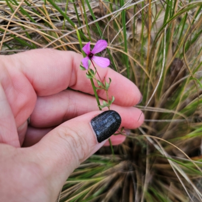 Tetratheca bauerifolia (Heath Pink-bells) at Captains Flat, NSW - 26 Feb 2024 by Csteele4