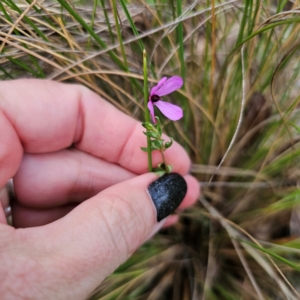 Tetratheca bauerifolia at QPRC LGA - 26 Feb 2024