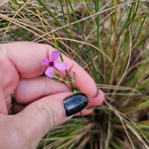 Tetratheca bauerifolia at QPRC LGA - 26 Feb 2024