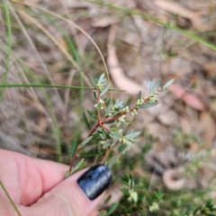 Monotoca scoparia at QPRC LGA - 26 Feb 2024 05:36 PM