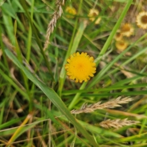 Coronidium sp. at QPRC LGA - 26 Feb 2024