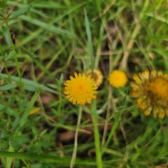 Coronidium sp. at QPRC LGA - 26 Feb 2024