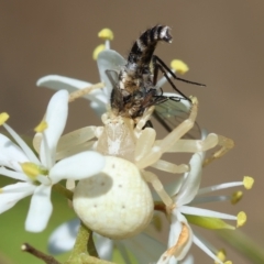 Thomisus spectabilis (Spectacular Crab Spider) at GG95 - 25 Feb 2024 by LisaH