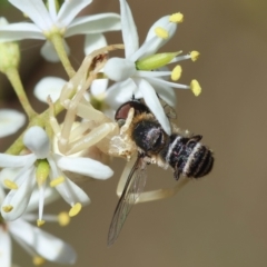 Thomisus spectabilis at GG96 - 25 Feb 2024