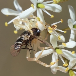 Thomisus spectabilis at GG96 - 25 Feb 2024