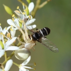 Thomisus spectabilis at GG96 - 25 Feb 2024